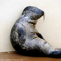 Buy canvas prints of Relaxing seal.  by john hill