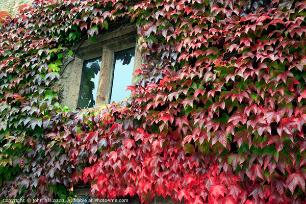Autumn Ivy. Picture Board by john hill