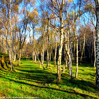 Buy canvas prints of Silver birch woodland by john hill