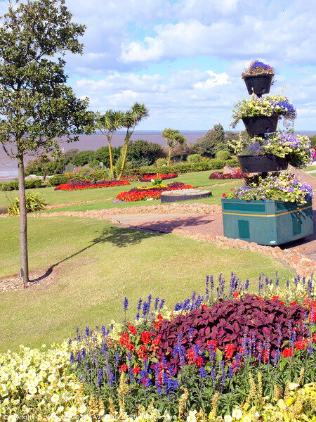Coastal gardens on the cliff at Hunstanton in Norfolk. Picture Board by john hill
