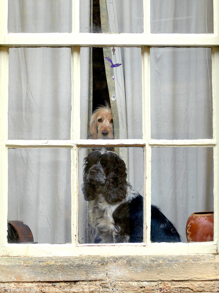 Two Inquisitive dogs in a window. Picture Board by john hill