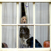 Buy canvas prints of Two Inquisitive dogs in a window. by john hill
