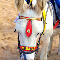 Buy canvas prints of Beach Donkey at Skegness in Lincolnshire. by john hill