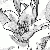 Buy canvas prints of Digital black and white drawing of a Lily. by john hill