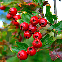Buy canvas prints of Hawthorne berries in close up. by john hill