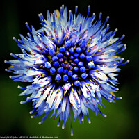 Buy canvas prints of Wild Cornflower in close up. by john hill