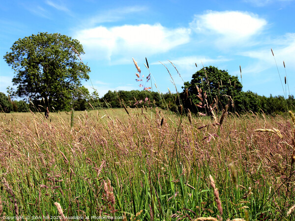 Wild Grass Meadow. Picture Board by john hill
