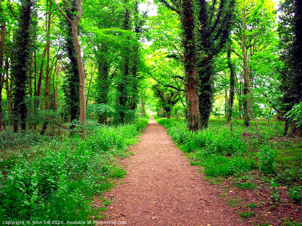 Forest footpath. Picture Board by john hill