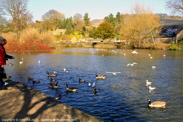 Feed the birds on the River Wye at Bakewell in Derbyshire. Picture Board by john hill