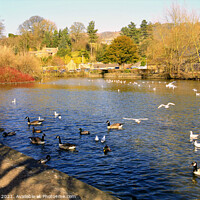 Buy canvas prints of Feed the birds on the River Wye at Bakewell in Derbyshire. by john hill