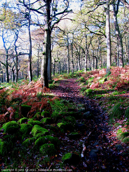 Woodland Footpath in Derbyshire. Picture Board by john hill