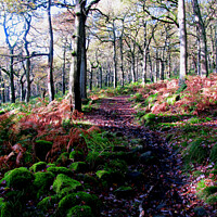 Buy canvas prints of Woodland Footpath in Derbyshire. by john hill