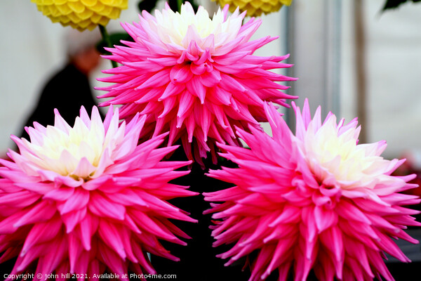 Three pink and white Dahlia flower heads. Picture Board by john hill