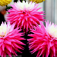 Buy canvas prints of Three pink and white Dahlia flower heads. by john hill