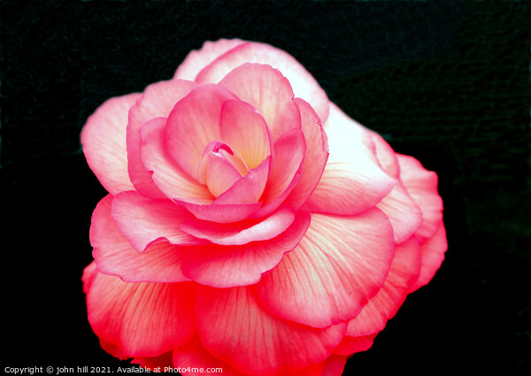 Pink Begonia flower. Picture Board by john hill