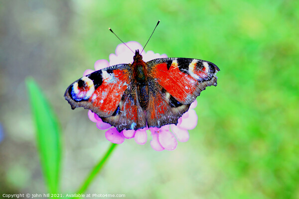 European Peacock Butterfly. Picture Board by john hill