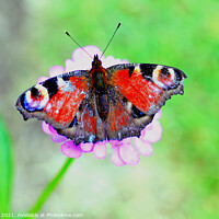 Buy canvas prints of European Peacock Butterfly. by john hill