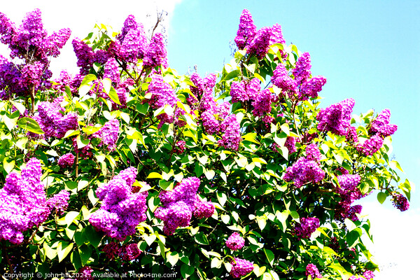 Syringa vulgaris (Common Lilac) flowers Picture Board by john hill