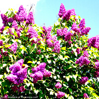Buy canvas prints of Syringa vulgaris (Common Lilac) flowers by john hill