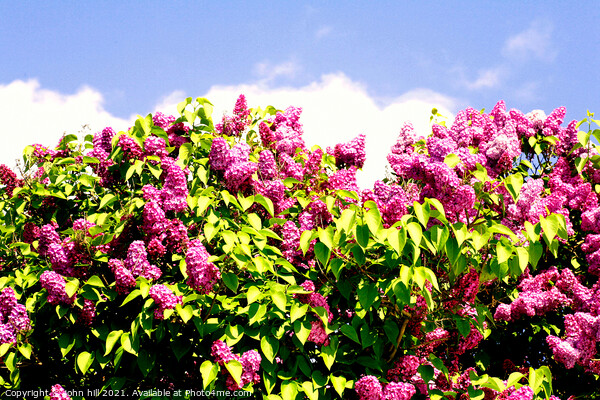 Syringa vulgaris (Common Lilac) flowers Picture Board by john hill