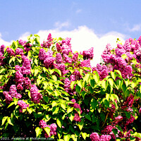 Buy canvas prints of Syringa vulgaris (Common Lilac) flowers by john hill
