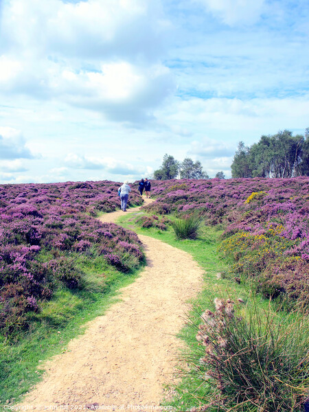 Footpath through Flowering heather. Picture Board by john hill