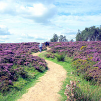 Buy canvas prints of Footpath through Flowering heather. by john hill