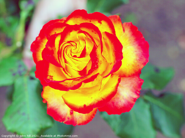  red and yellow Rose head in close up. Picture Board by john hill