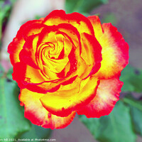 Buy canvas prints of  red and yellow Rose head in close up. by john hill