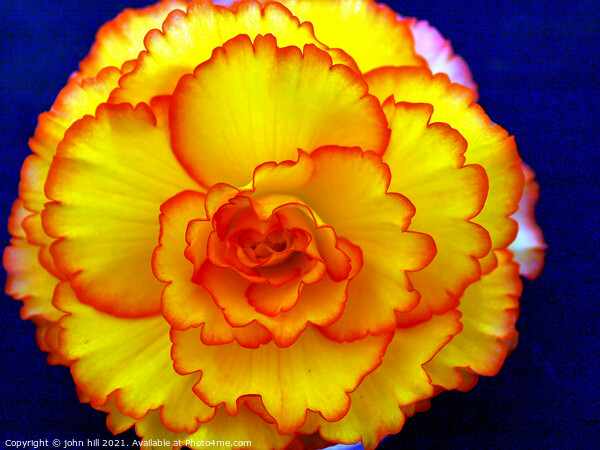 Begonia flower head in close-up. Picture Board by john hill