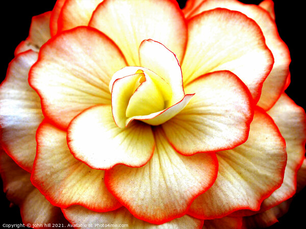 Begonia flower head close-up. Picture Board by john hill