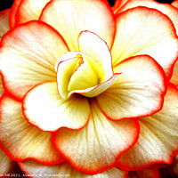 Buy canvas prints of Begonia flower head close-up. by john hill
