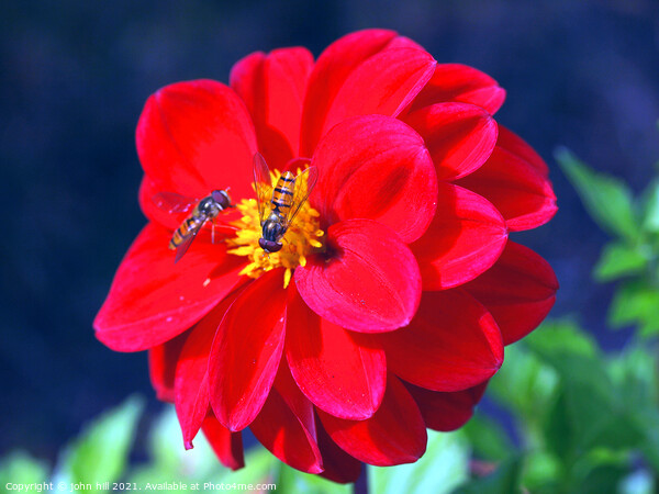 Dahlia (with Hoverflies) Picture Board by john hill