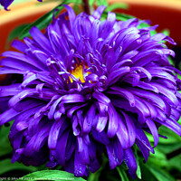 Buy canvas prints of Aster (violet blue) in close up. by john hill