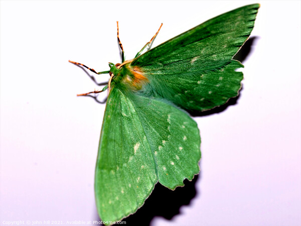 Green hairstreak butterfly. Picture Board by john hill