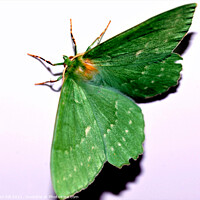 Buy canvas prints of Green hairstreak butterfly. by john hill