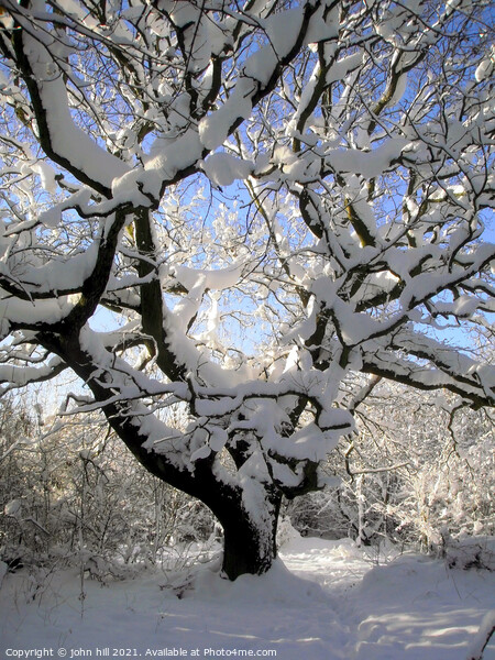 Winter tree art. Picture Board by john hill