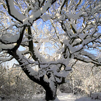 Buy canvas prints of Winter tree art. by john hill