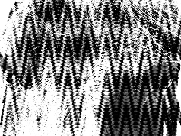 Majestic Equine Portrait Picture Board by john hill