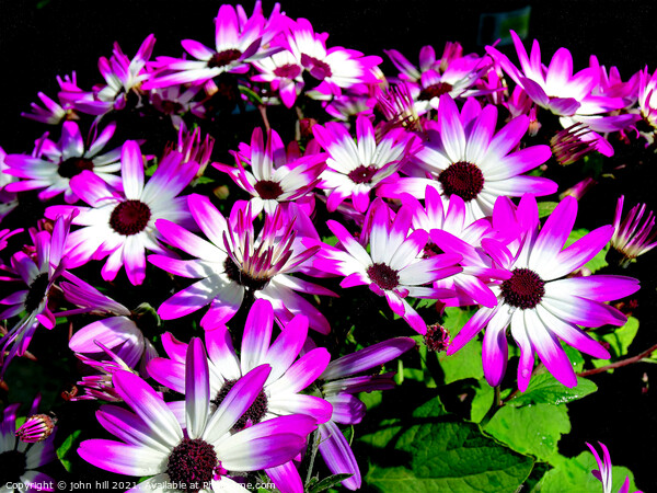 Bycolor Senetti flowers. Picture Board by john hill