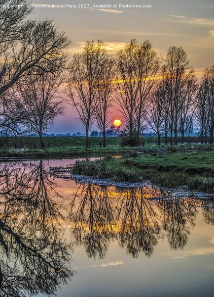 Sunset reflection with threes Picture Board by Veronica in the Fens