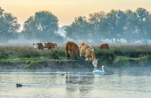 Cows & Swan at Sunrise Picture Board by Veronica in the Fens