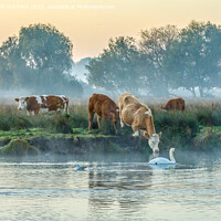 Buy canvas prints of Cows & Swan at Sunrise by Veronica in the Fens