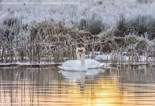 Swan Winter Love Picture Board by Veronica in the Fens