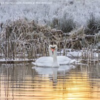 Buy canvas prints of Swan Winter Love by Veronica in the Fens