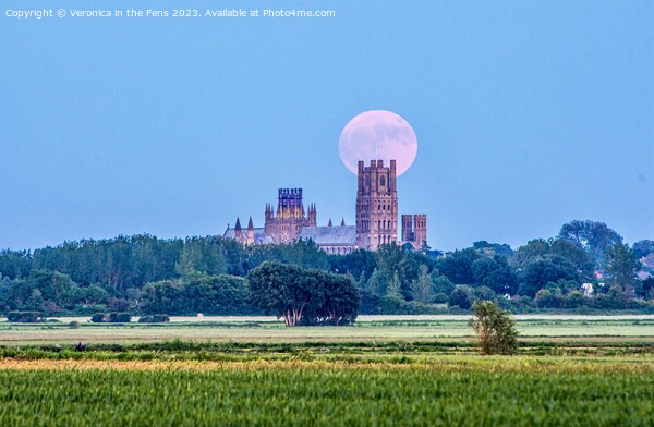 Ely Cathedral & the Strawberry Moon Picture Board by Veronica in the Fens