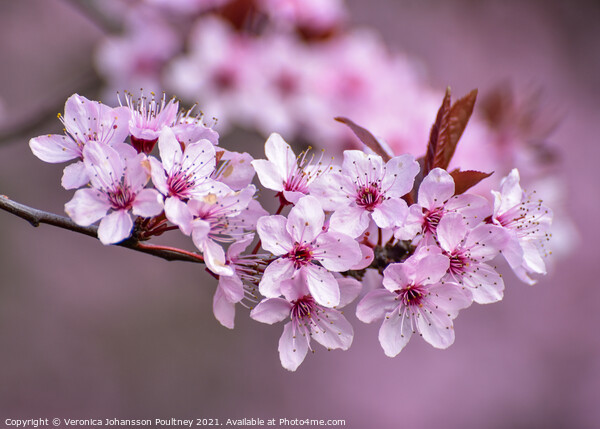 Pink blossom flowers Picture Board by Veronica in the Fens