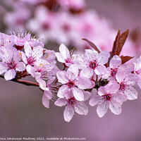 Buy canvas prints of Pink blossom flowers by Veronica in the Fens