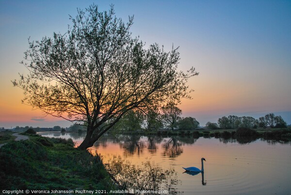 Ely Sunrise over river Great Ouse with swan Picture Board by Veronica in the Fens