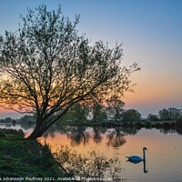 Buy canvas prints of Ely Sunrise over river Great Ouse with swan by Veronica in the Fens